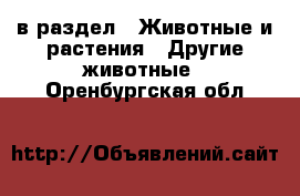  в раздел : Животные и растения » Другие животные . Оренбургская обл.
